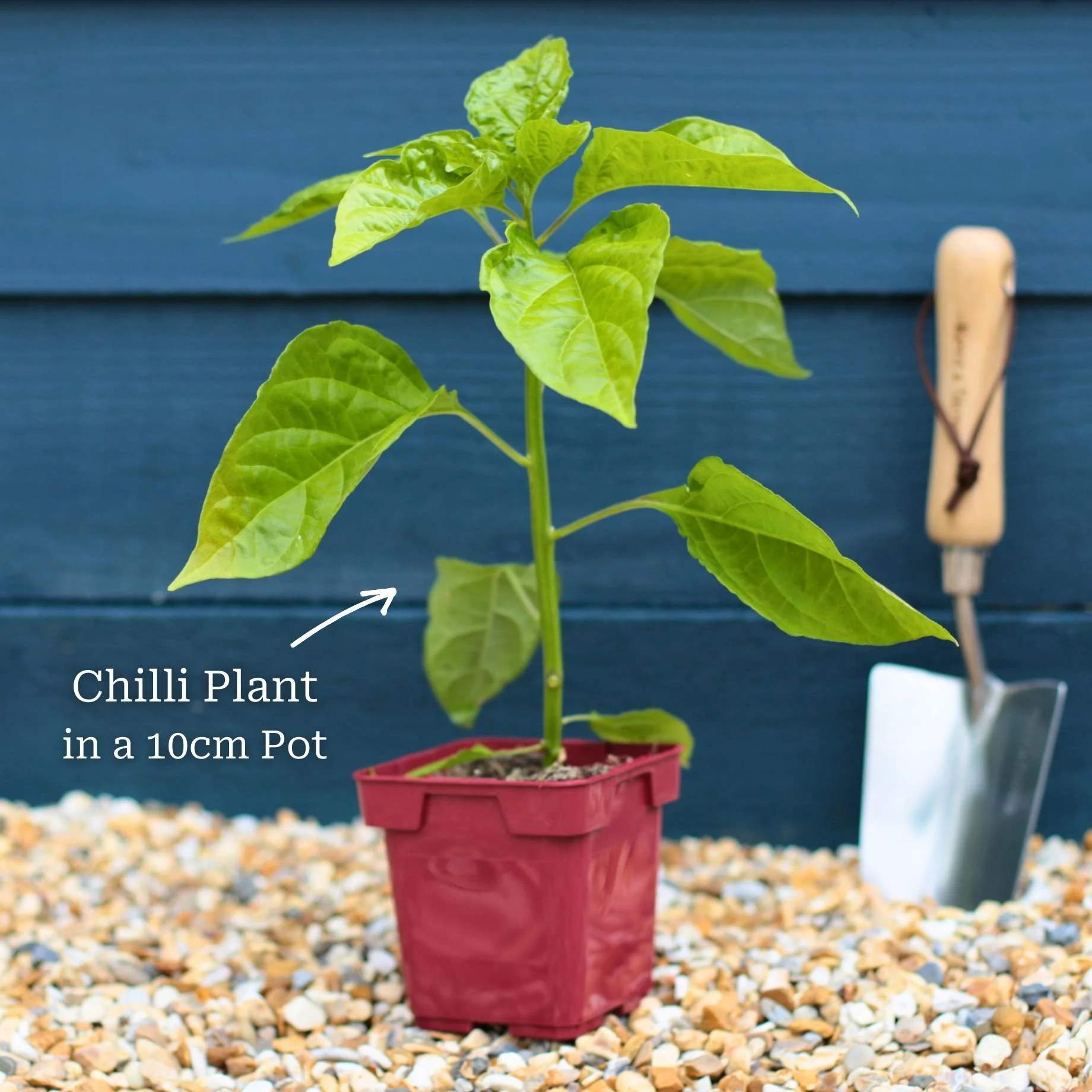 Ultimate Grafted Vegetables | Grower's Choice - Image 4