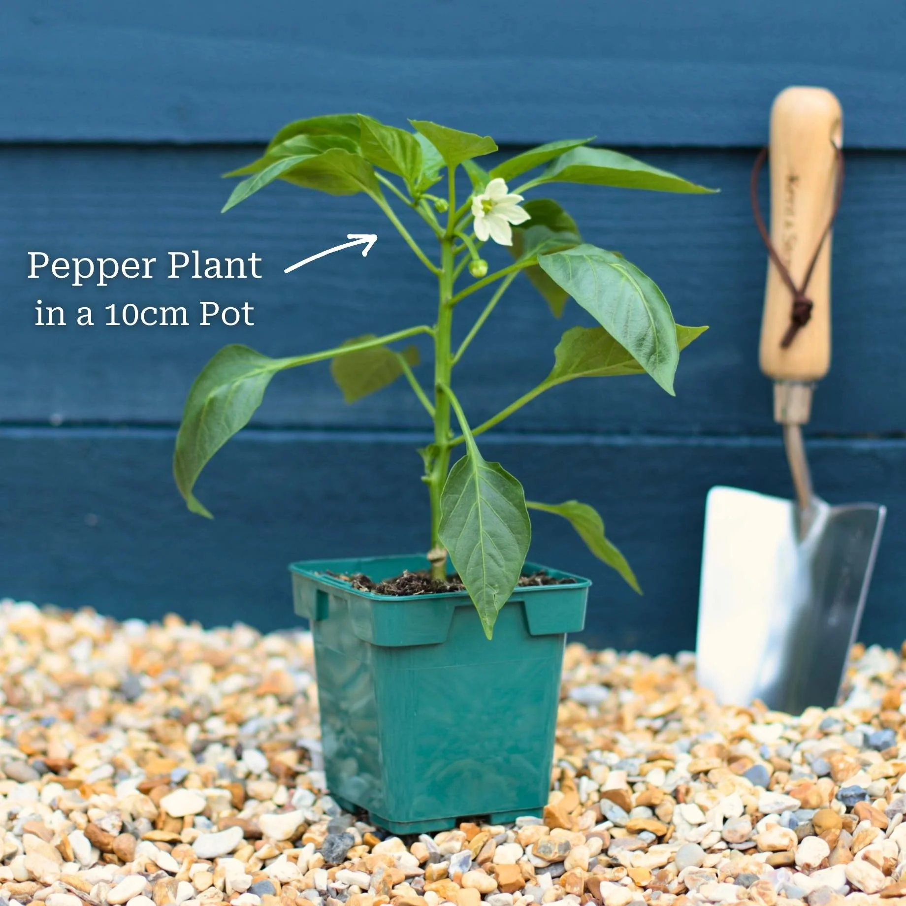 Ultimate Grafted Vegetables | Grower's Choice - Image 5