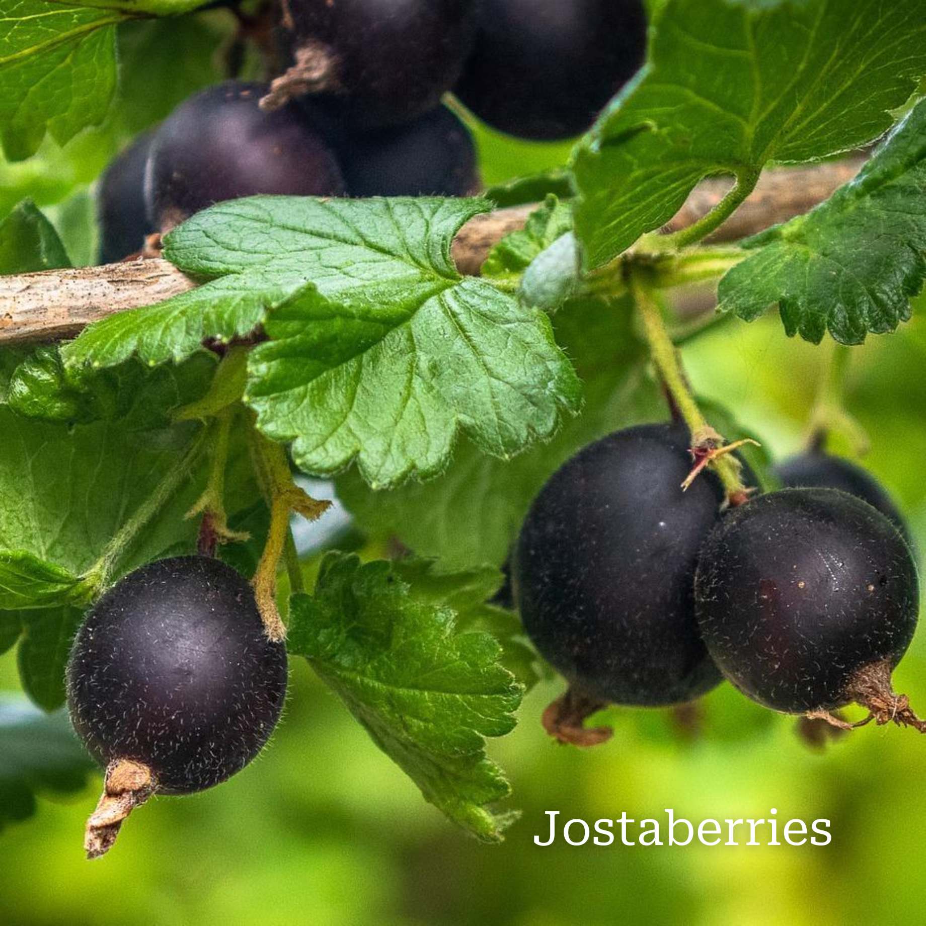 Unusual Berry Collection - Image 3