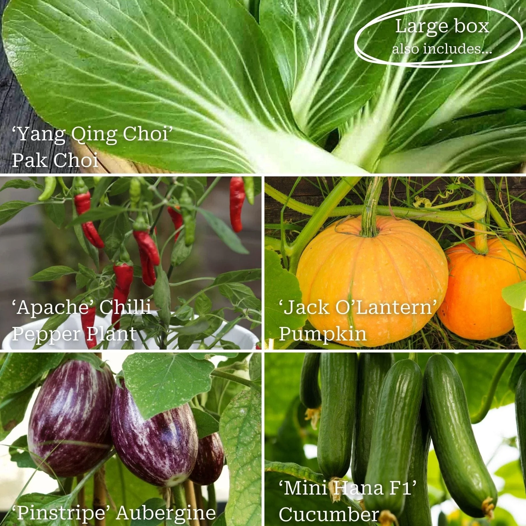 Adventurer's Allotment in a Box | Incredible Edibles Collection - Image 3