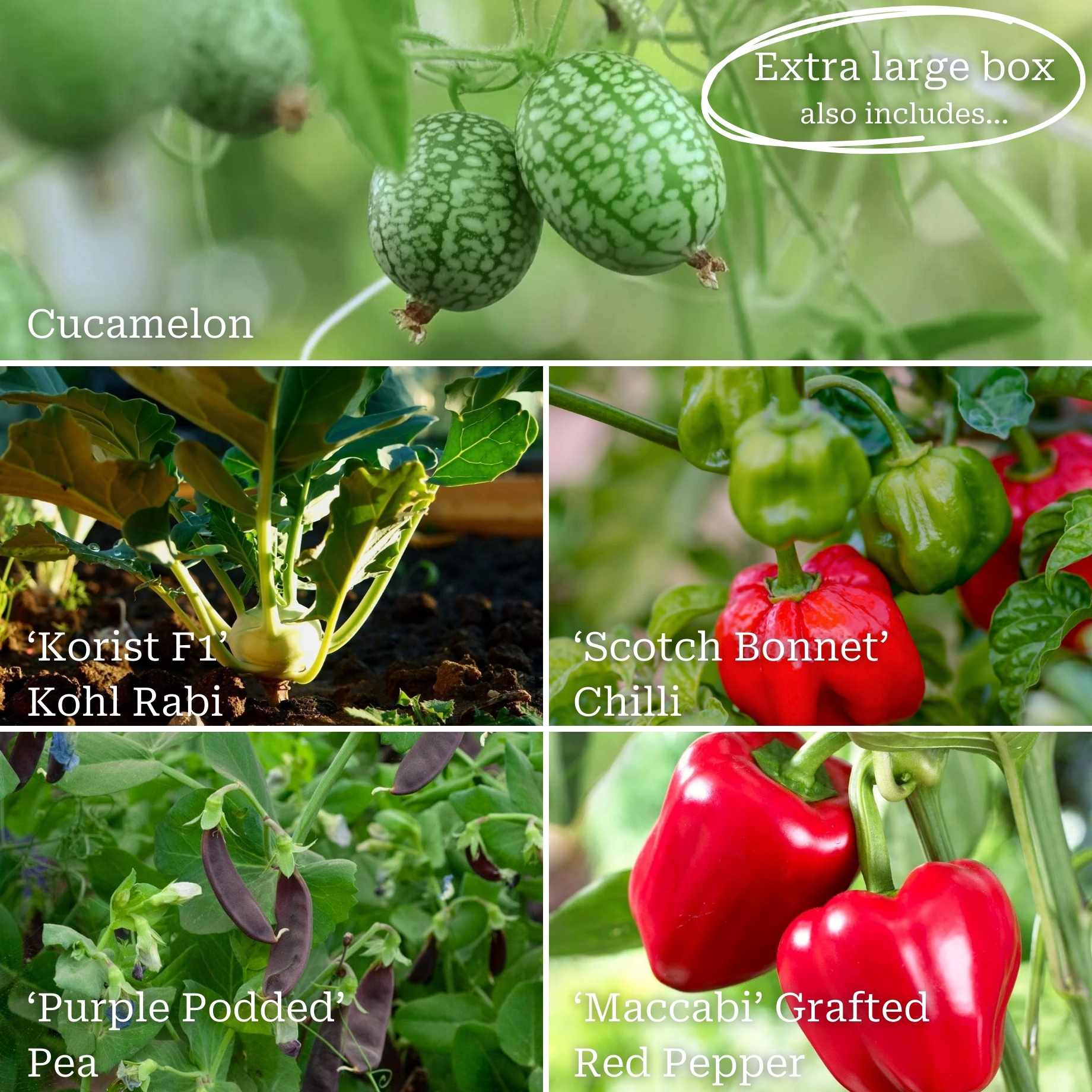 Adventurer's Allotment in a Box | Incredible Edibles Collection - Image 4