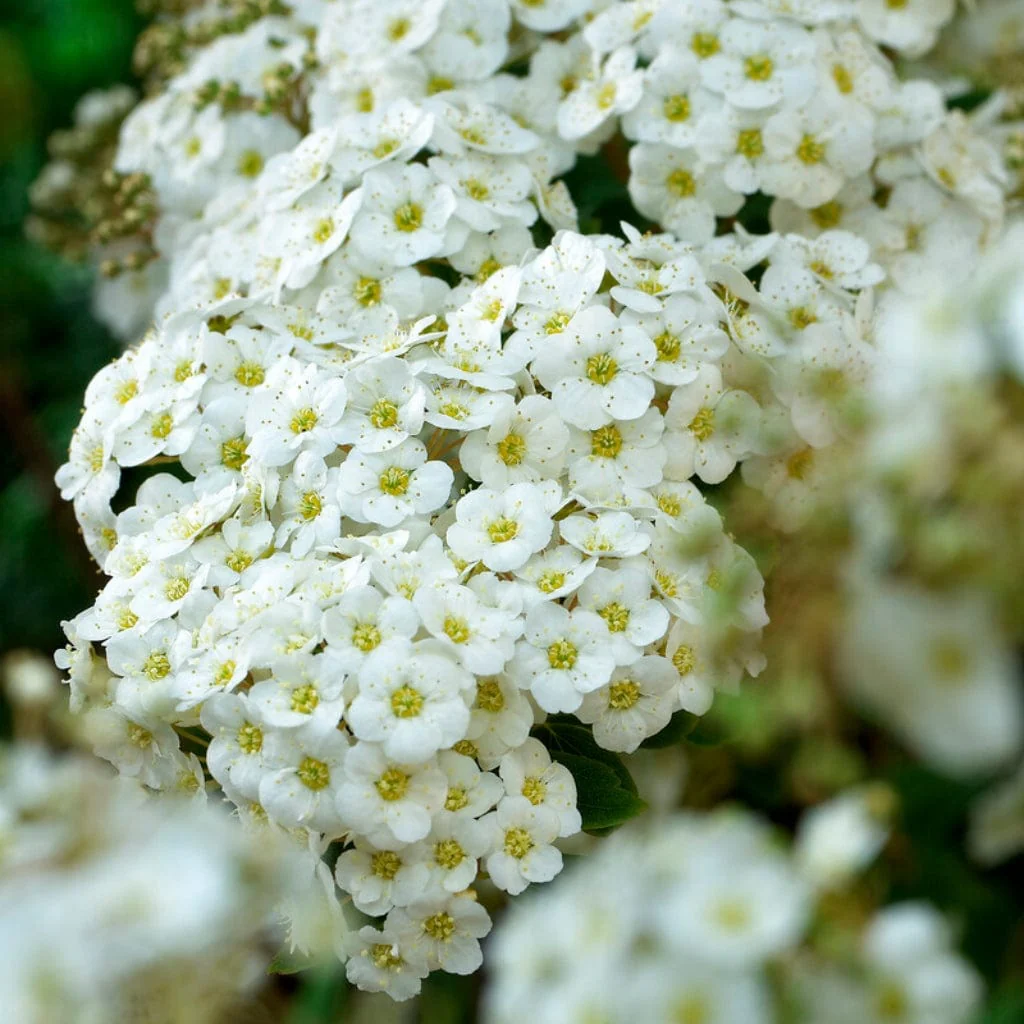 Van Houtte's Spiraea Hedging | Spiraea vanhouttei - Image 2