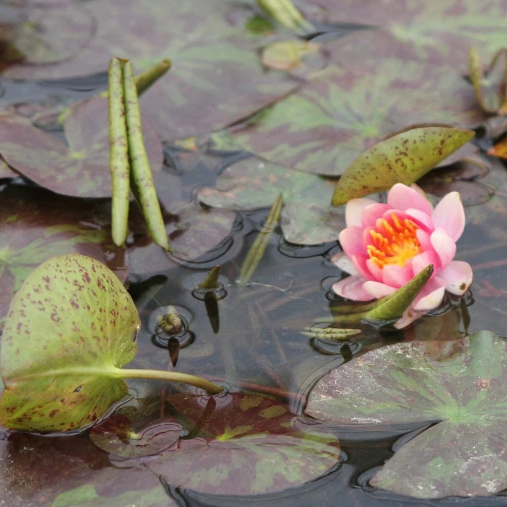 Variable Water Lily | Nymphaea 'Aurora' - Image 2