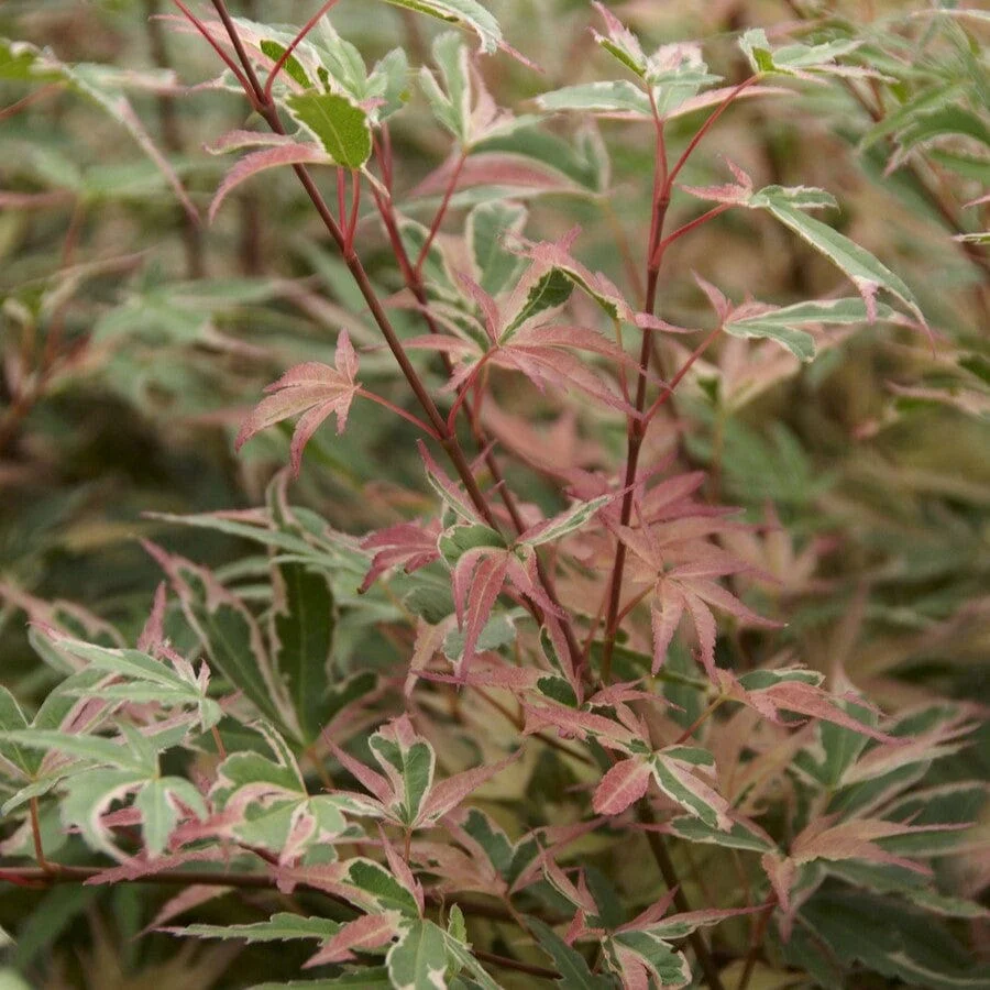Variegated Japanese Maple Tree | Acer palmatum 'Beni-schichi-henge'