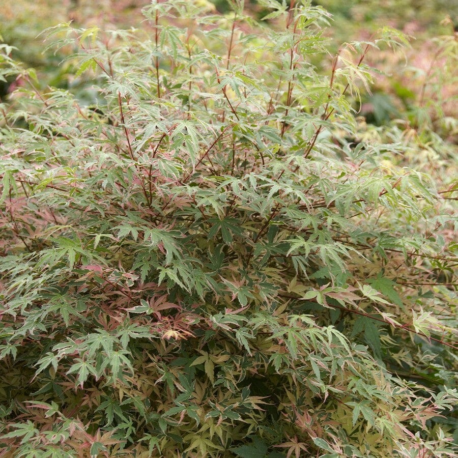 Variegated Japanese Maple Tree | Acer palmatum 'Beni-schichi-henge' - Image 2