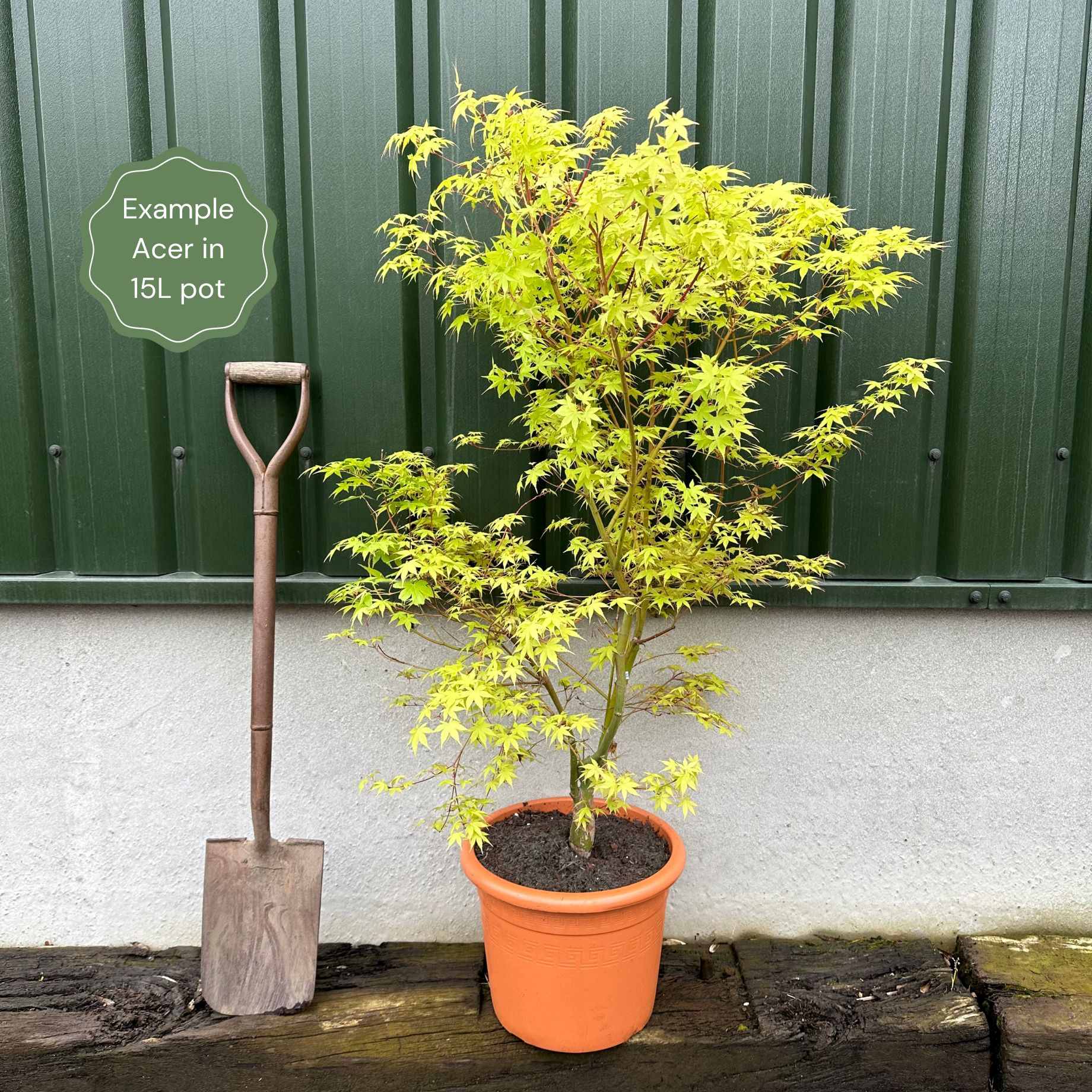 Variegated Japanese Maple Tree | Acer palmatum 'Beni-schichi-henge' - Image 3