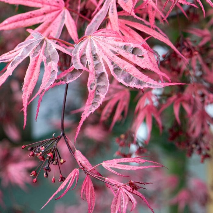 Variegated Japanese Maple Tree | Acer palmatum 'Shirazz' - Image 3