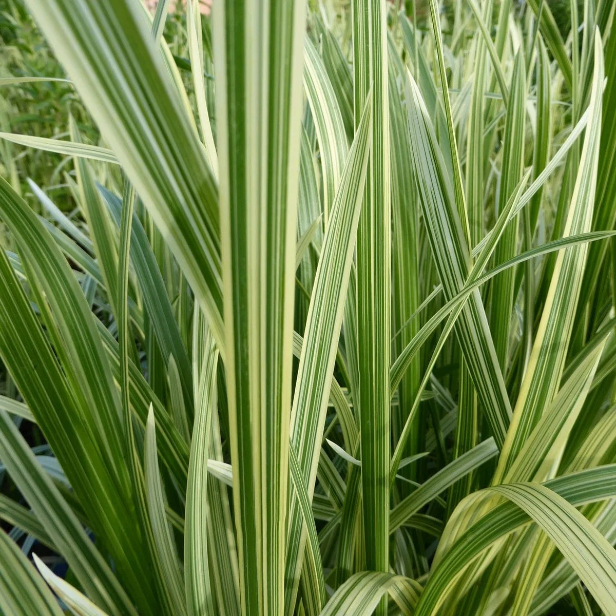 Variegated Reed Sweet Grass | Glyceria maxima variegata - Image 3