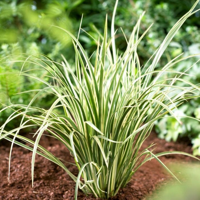 Variegated Slender Sweet Flag | Acorus gramineus 'Variegatus'
