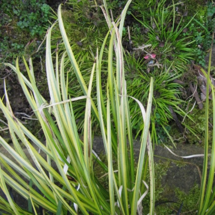 Variegated Slender Sweet Flag | Acorus gramineus 'Variegatus' - Image 4