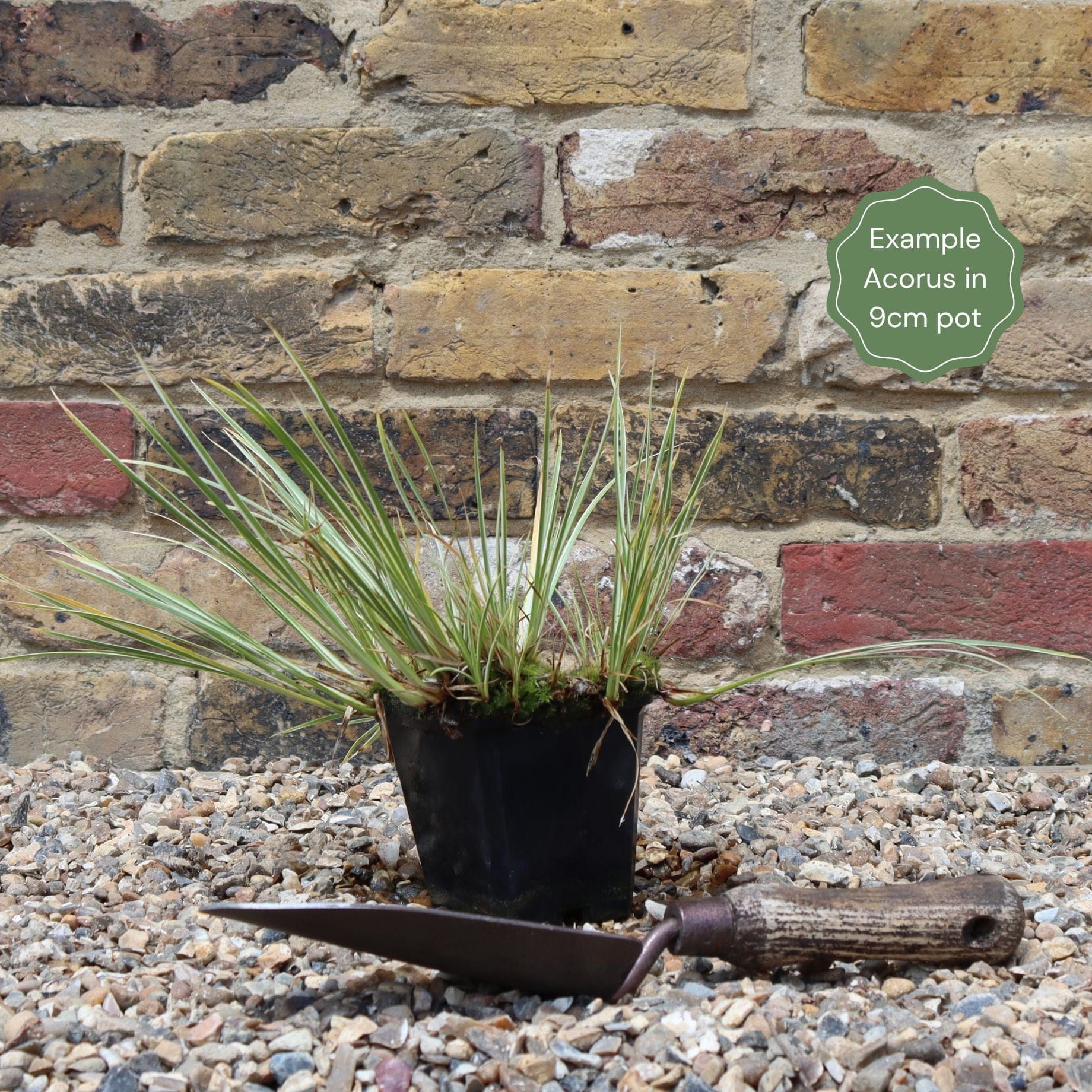 Variegated Slender Sweet Flag | Acorus gramineus 'Variegatus' - Image 7