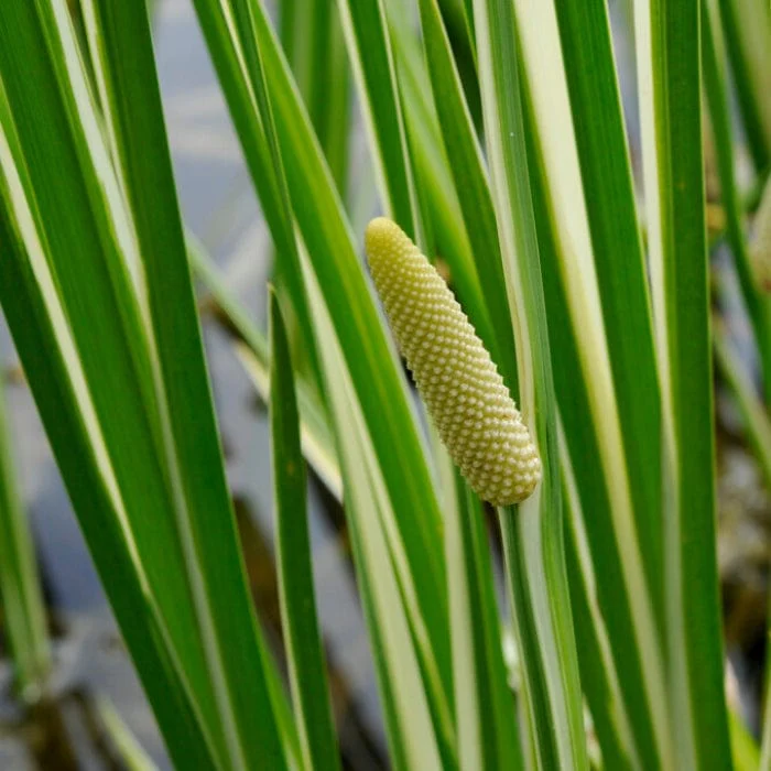 Variegated Sweet Flag | Acorus calamus 'Variegatus'