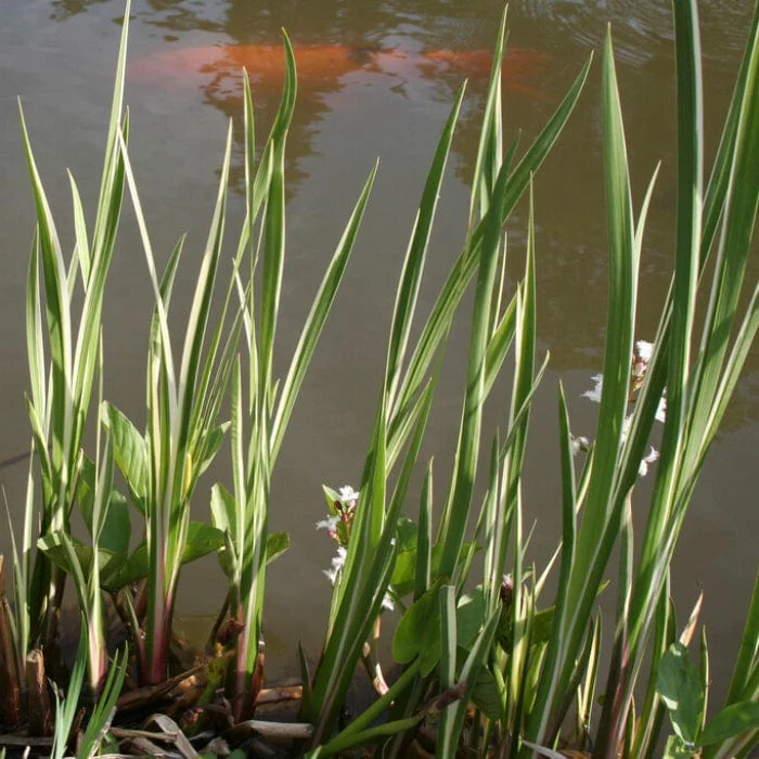 Variegated Sweet Flag | Acorus calamus 'Variegatus' - Image 3