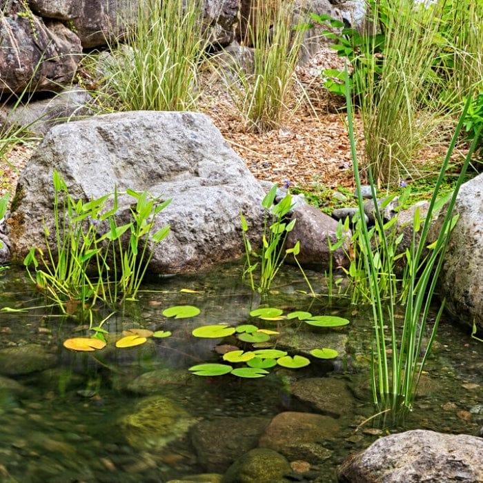 Variegated Sweet Flag | Acorus calamus 'Variegatus' - Image 5