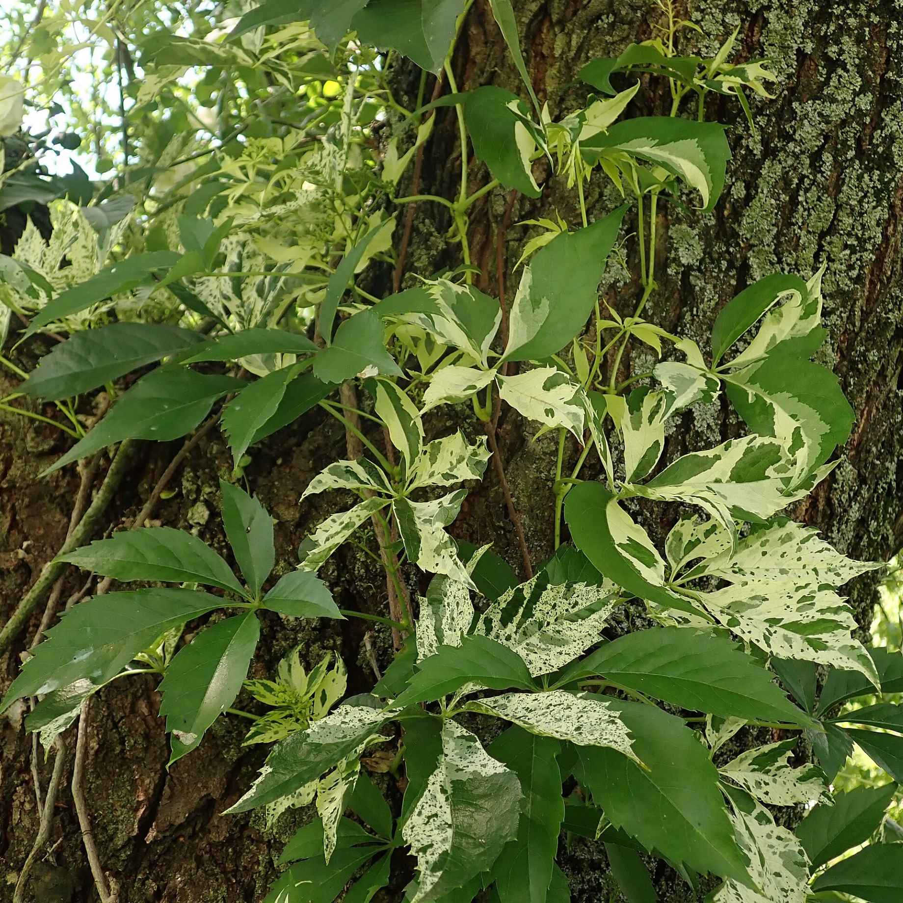 Variegated Virginia Creeper | Parthenocissus quinquefolia 'Star Showers'