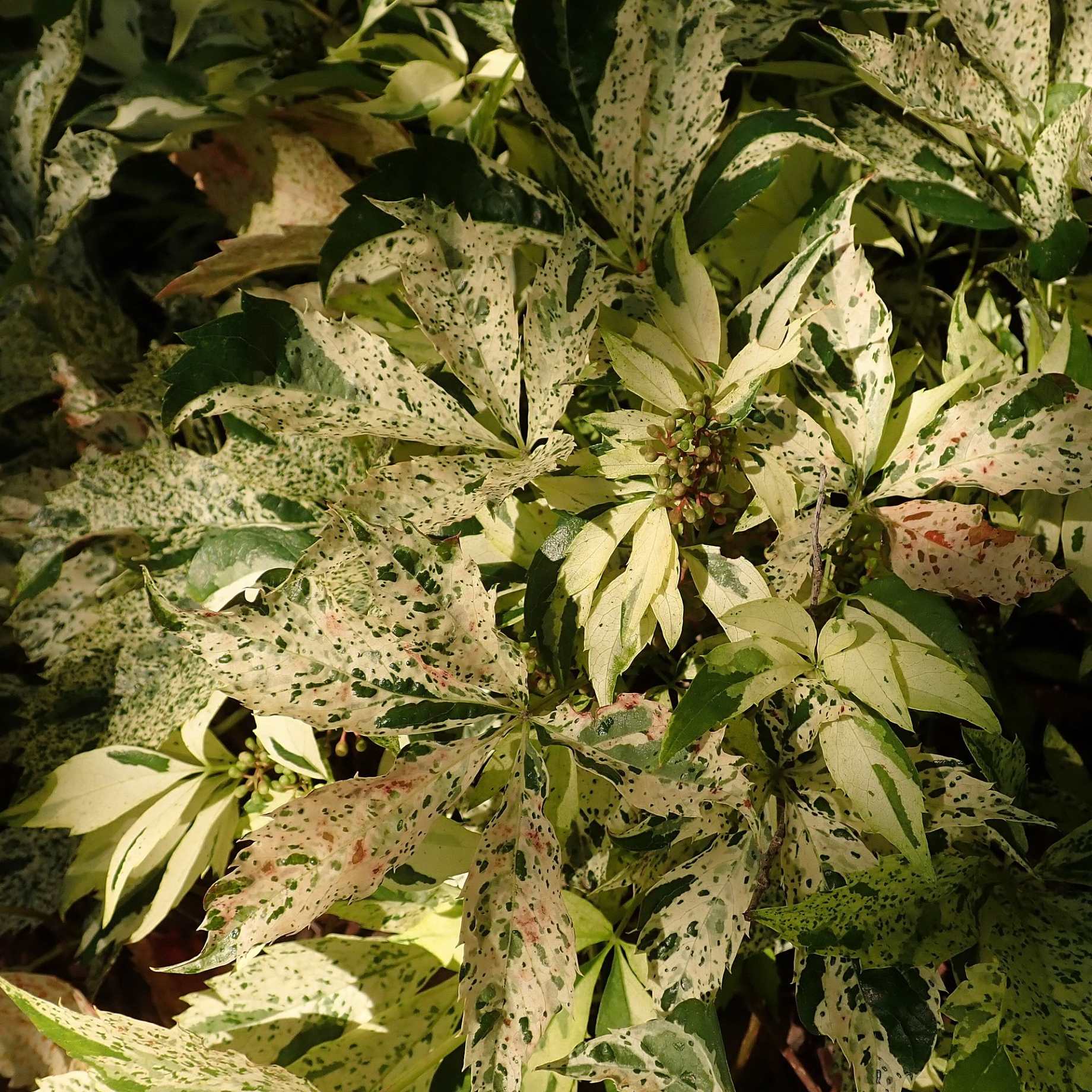 Variegated Virginia Creeper | Parthenocissus quinquefolia 'Star Showers' - Image 2