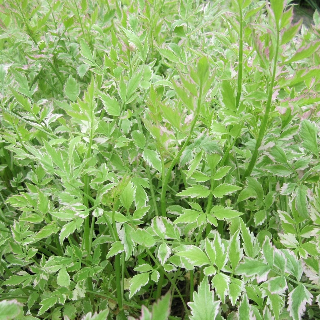 Varigated Water Dropwort 'Flamingo'