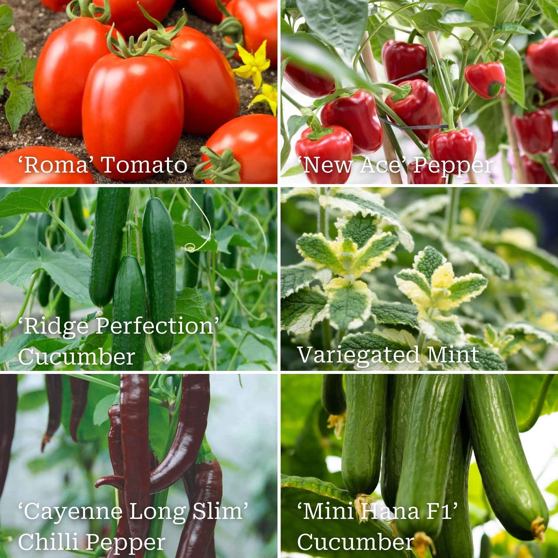 Vegetable Plants for Pots - Image 2