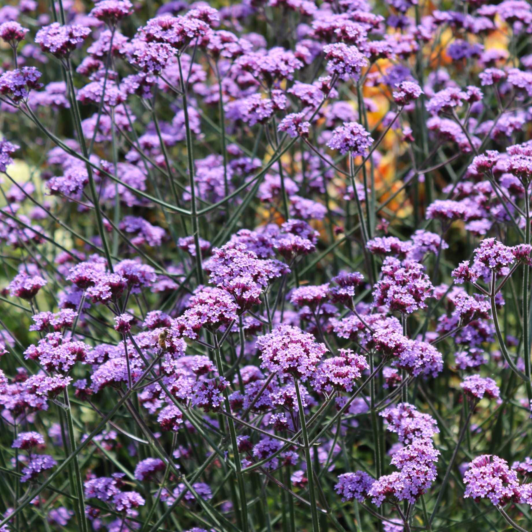 Verbena bonariensis