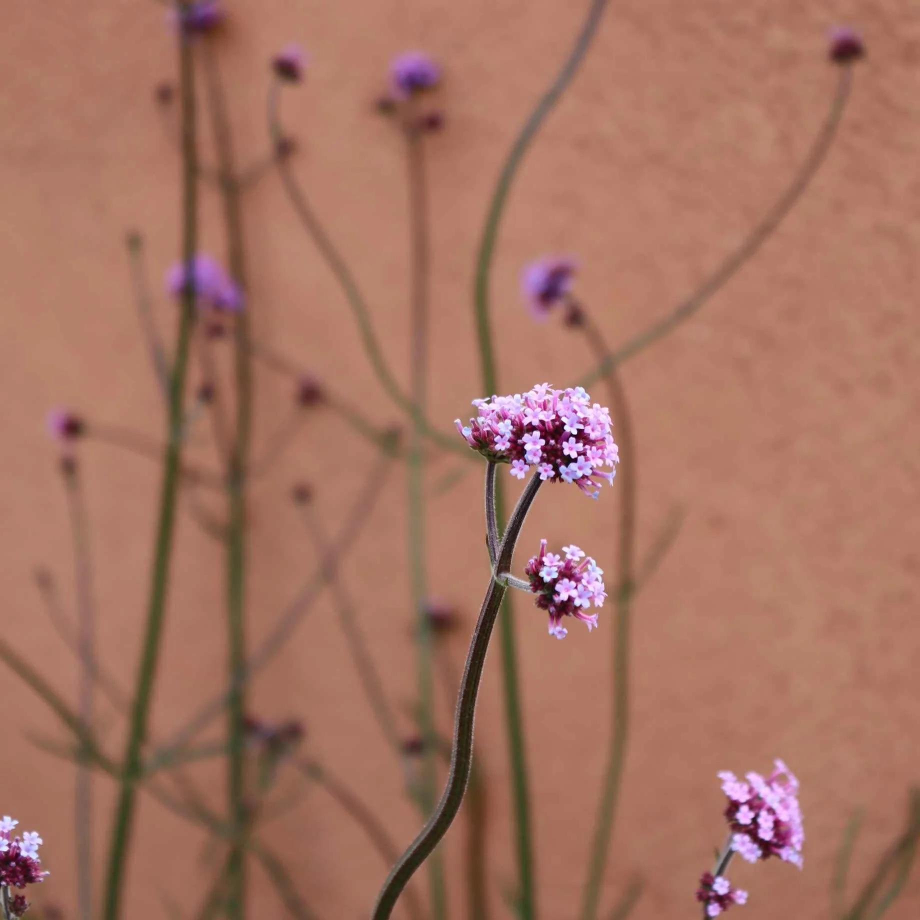 Verbena bonariensis - Image 2