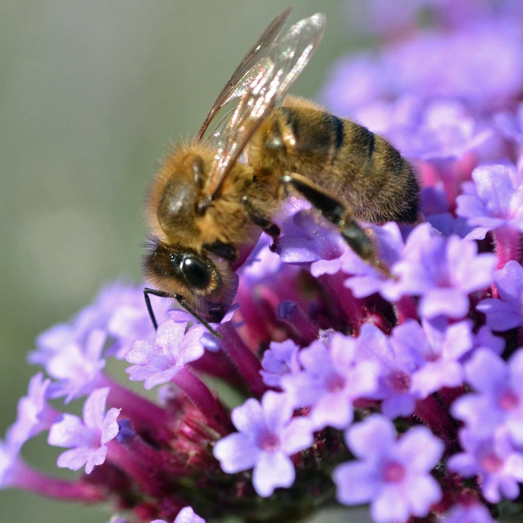 Verbena bonariensis - Image 5
