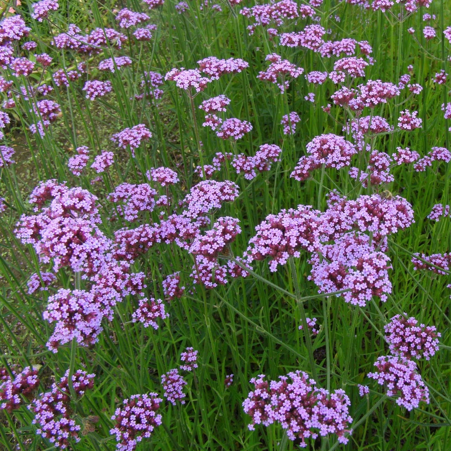Verbena bonariensis - Image 6