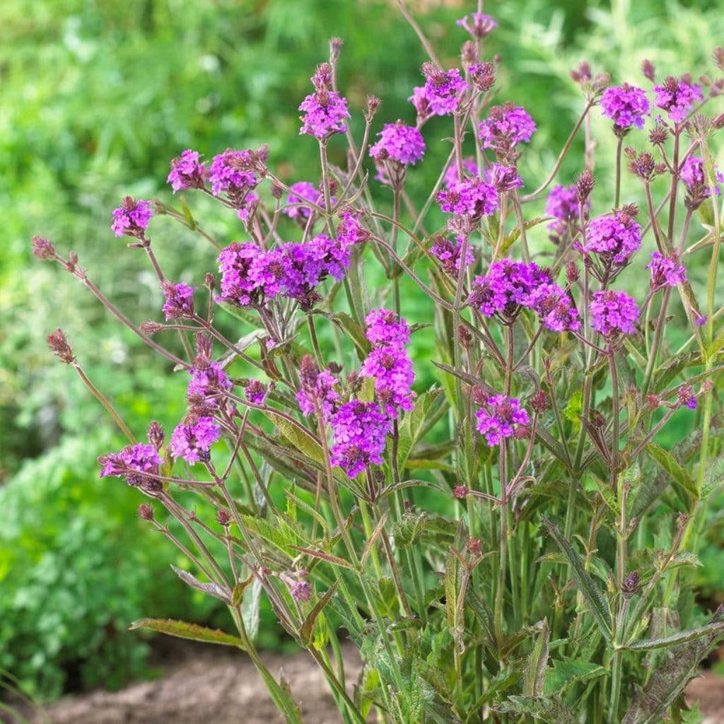 Verbena rigida - Image 2