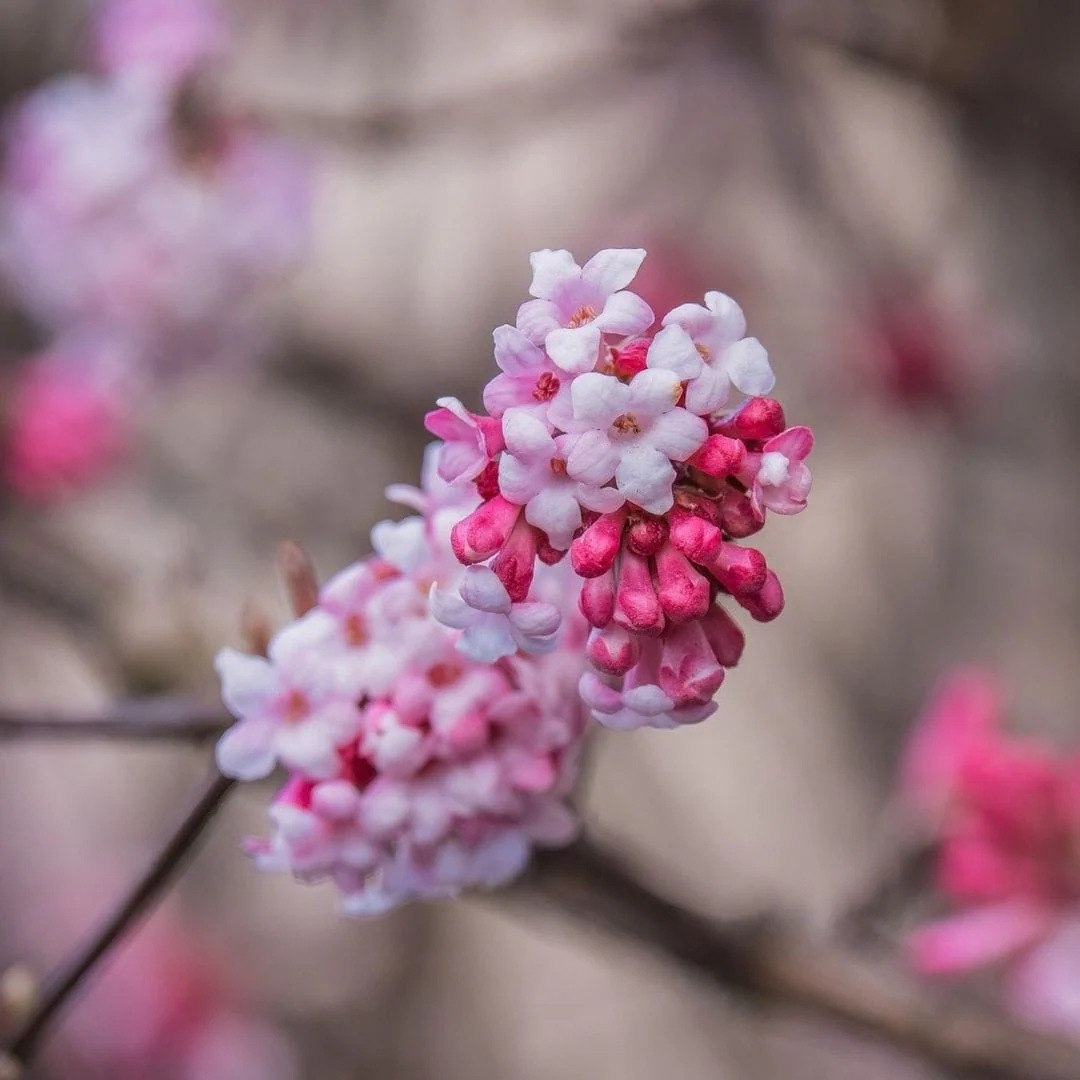 Viburnum bodnantense 'Charles Lamont'