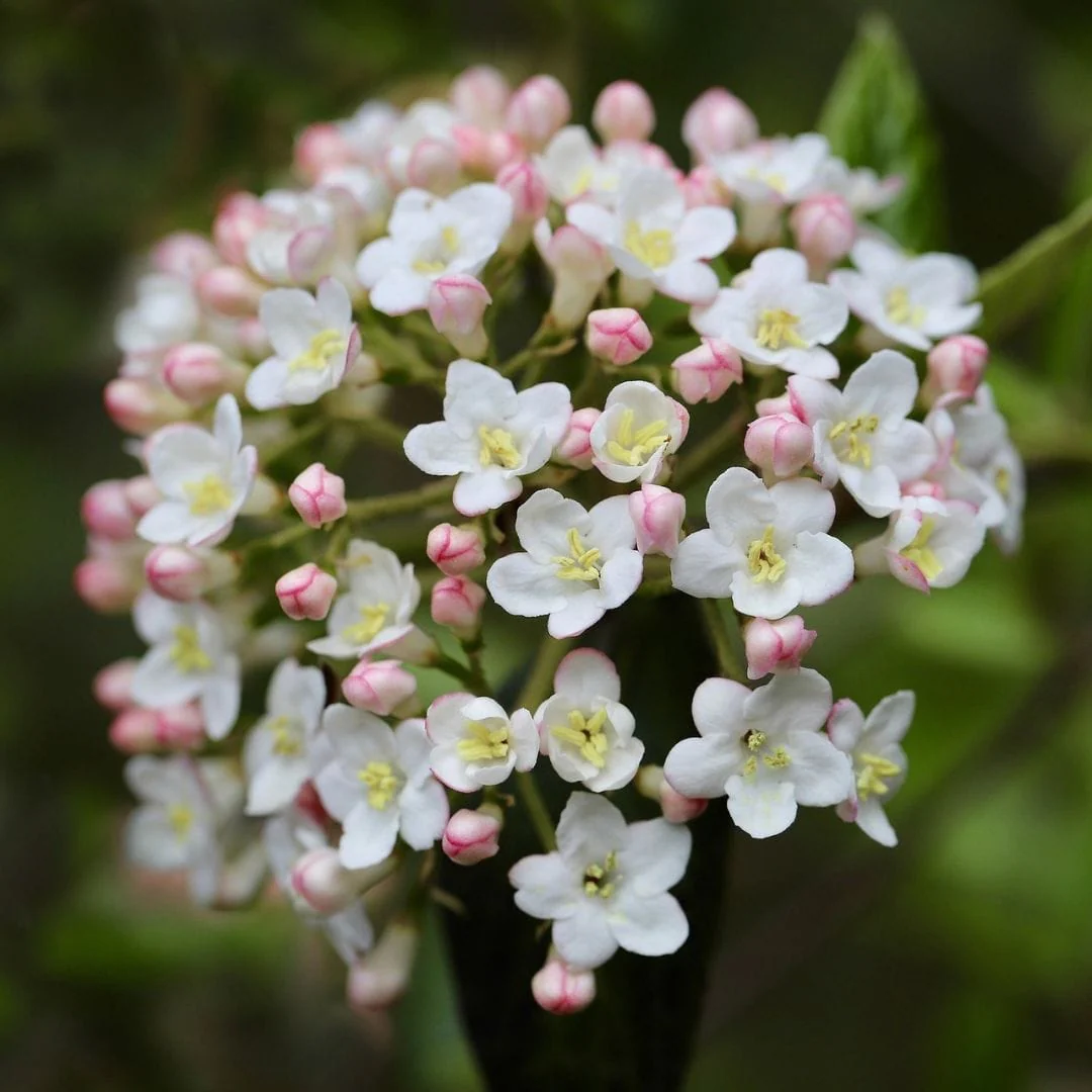 Viburnum burkwoodii