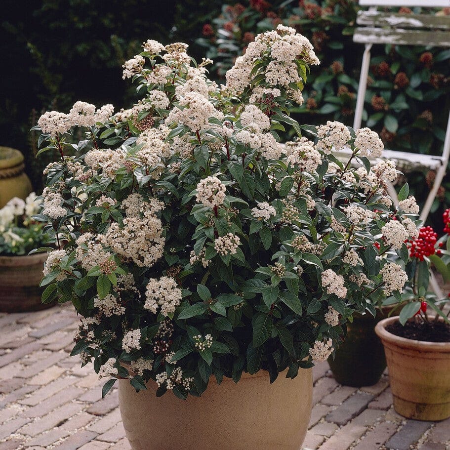 Viburnum tinus 'Eve Price'