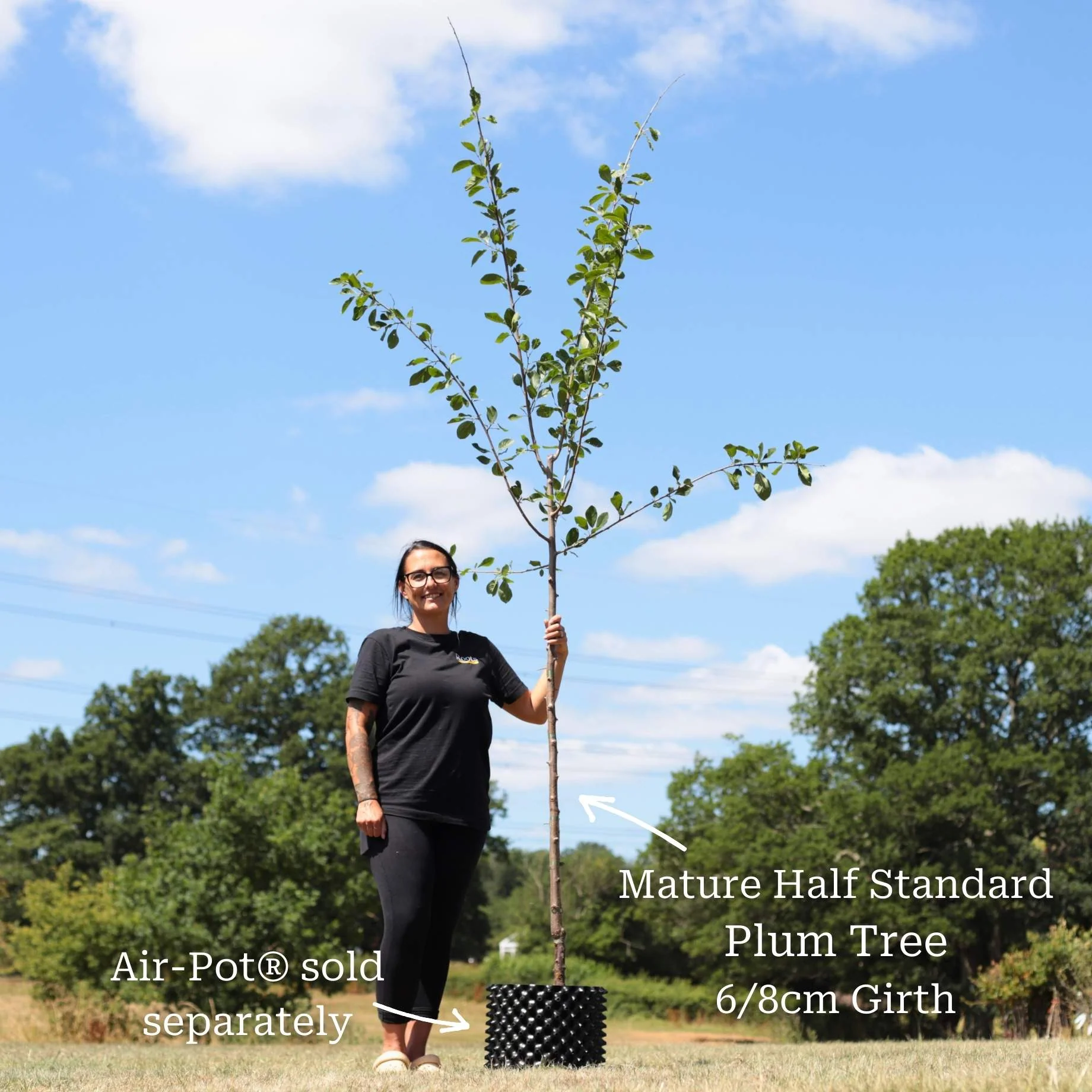 'Victoria' Plum Tree - Image 5