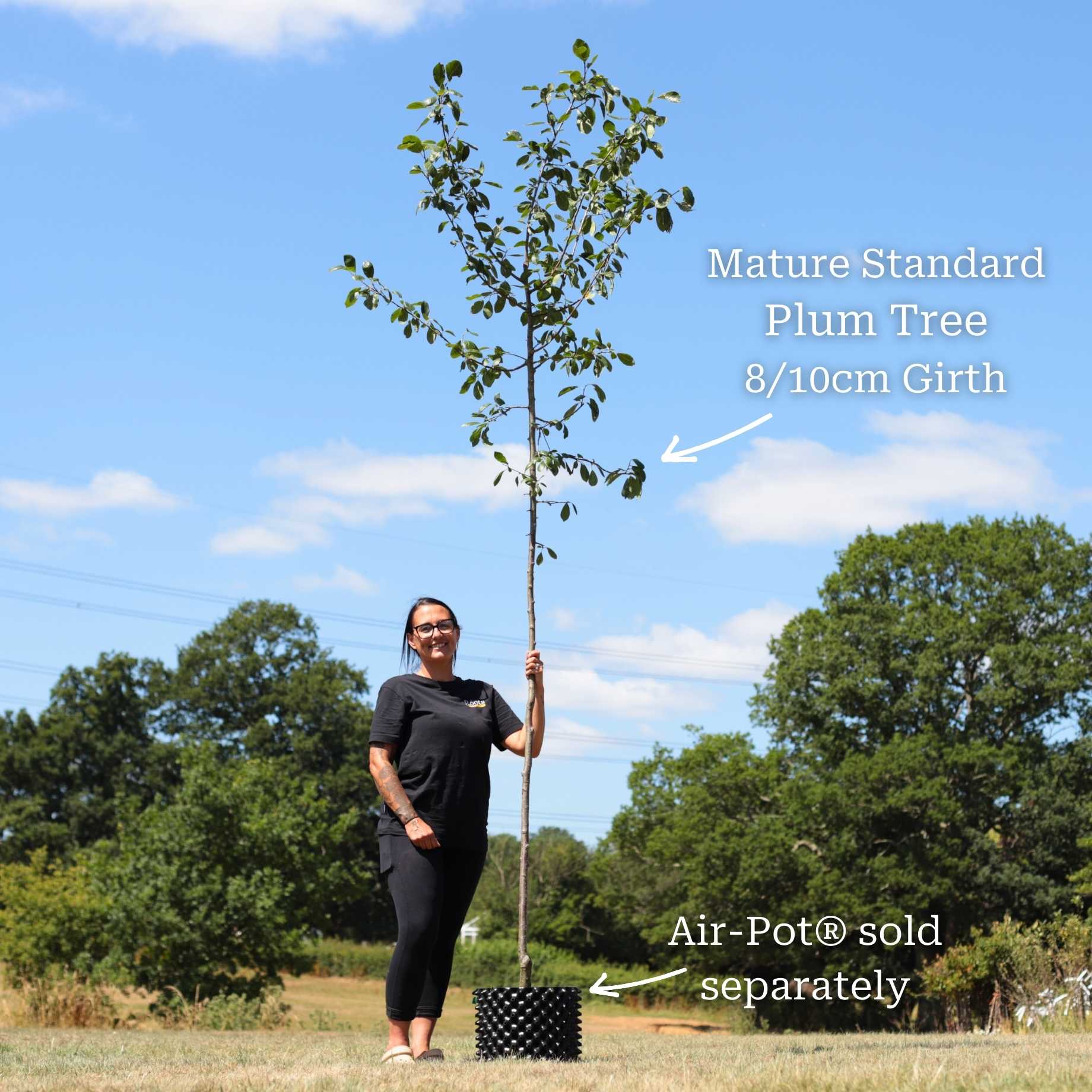 'Victoria' Plum Tree - Image 6