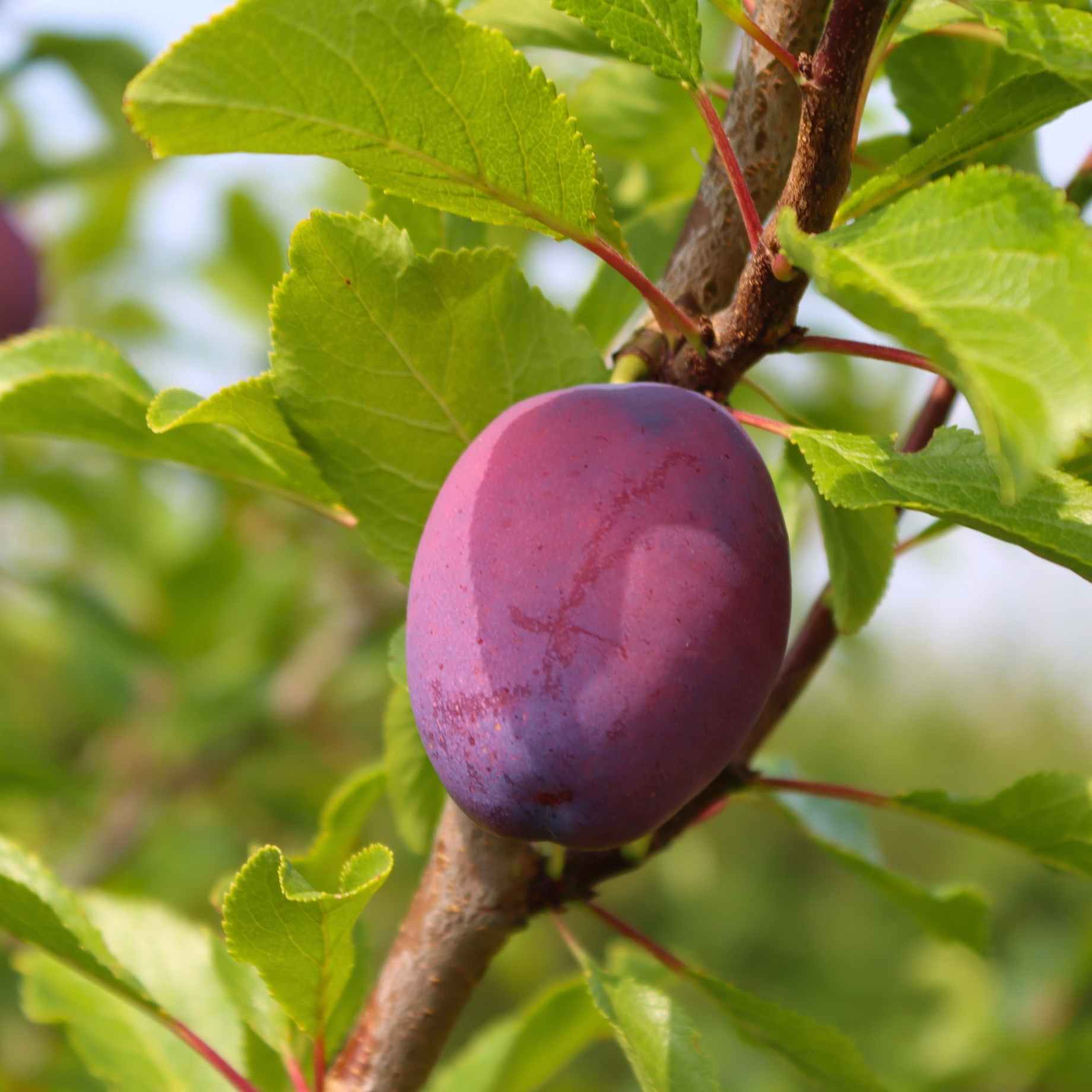 'Victoria' Plum Tree - Image 7
