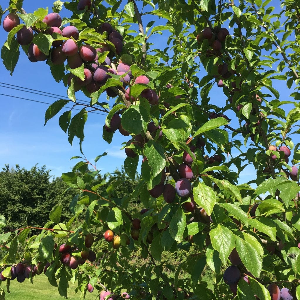 'Victoria' Plum Tree - Image 8