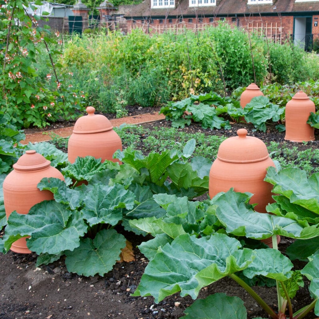 'Victoria' Rhubarb Plant - Image 2