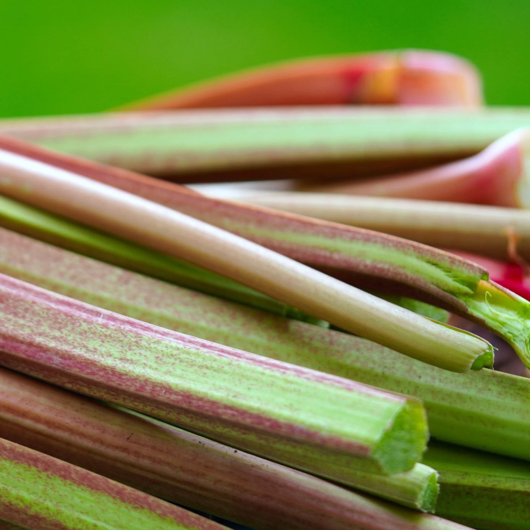 'Victoria' Rhubarb Plant - Image 3