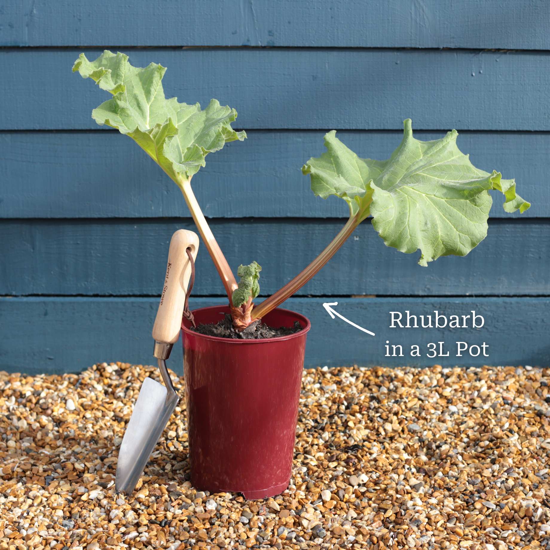 'Victoria' Rhubarb Plant - Image 4
