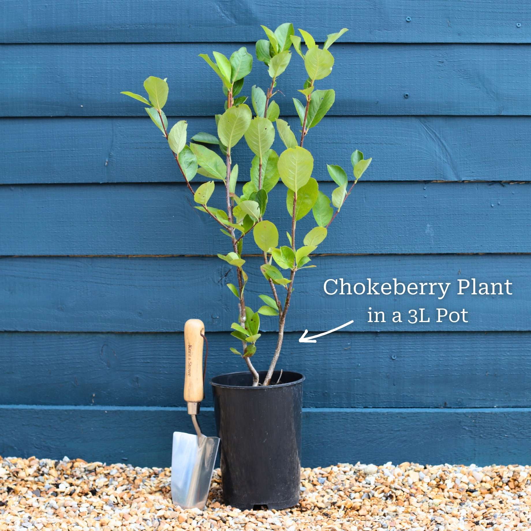 Unusual Berry Collection - Image 7