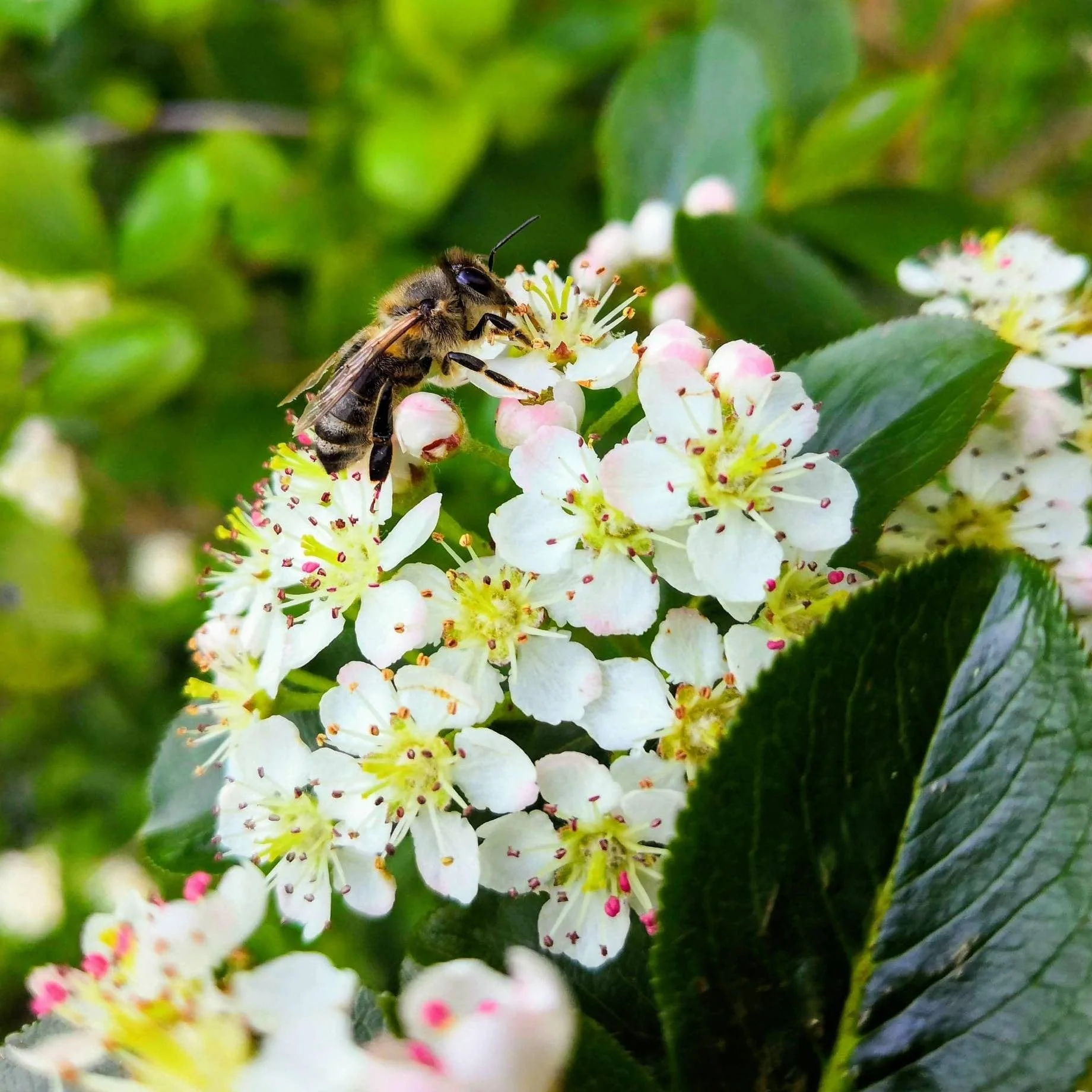 'Viking' Chokeberry Bush | Aronia x prunifolia - Image 4