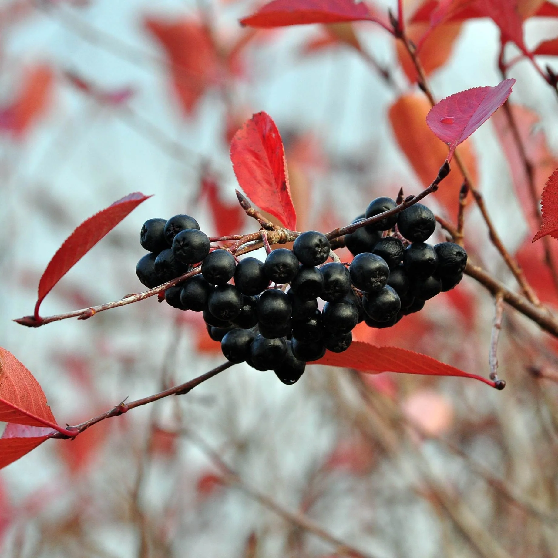 'Viking' Chokeberry Bush | Aronia x prunifolia - Image 5