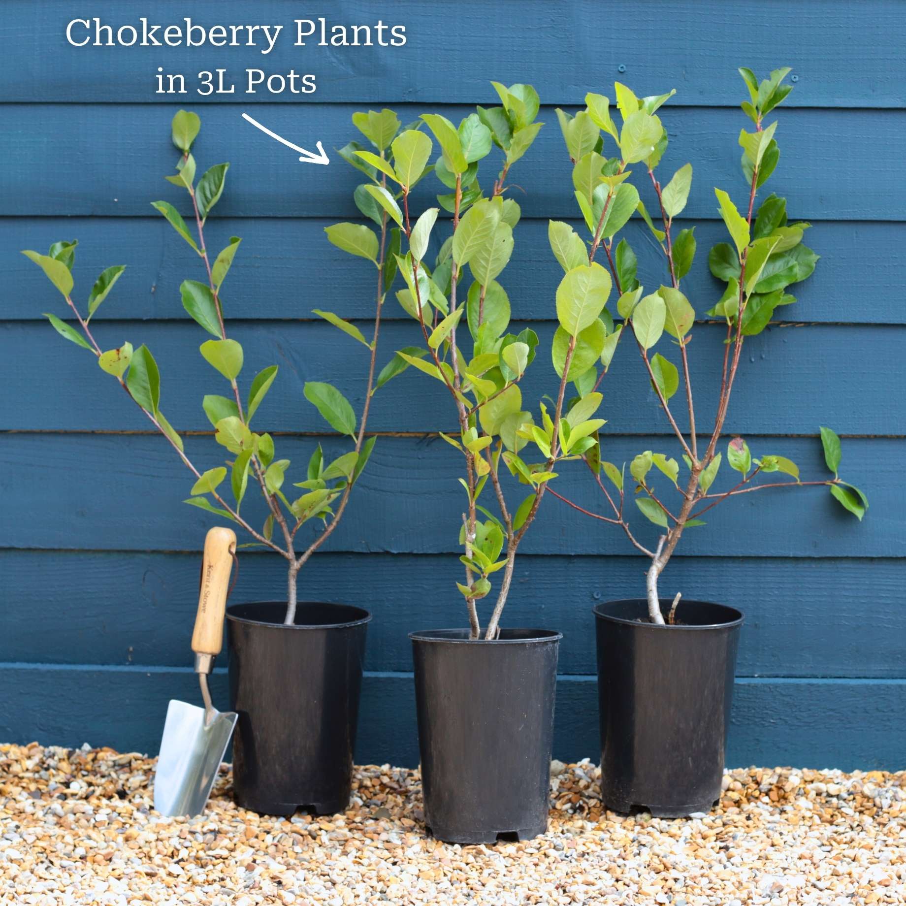 'Viking' Chokeberry Bush | Aronia x prunifolia - Image 6