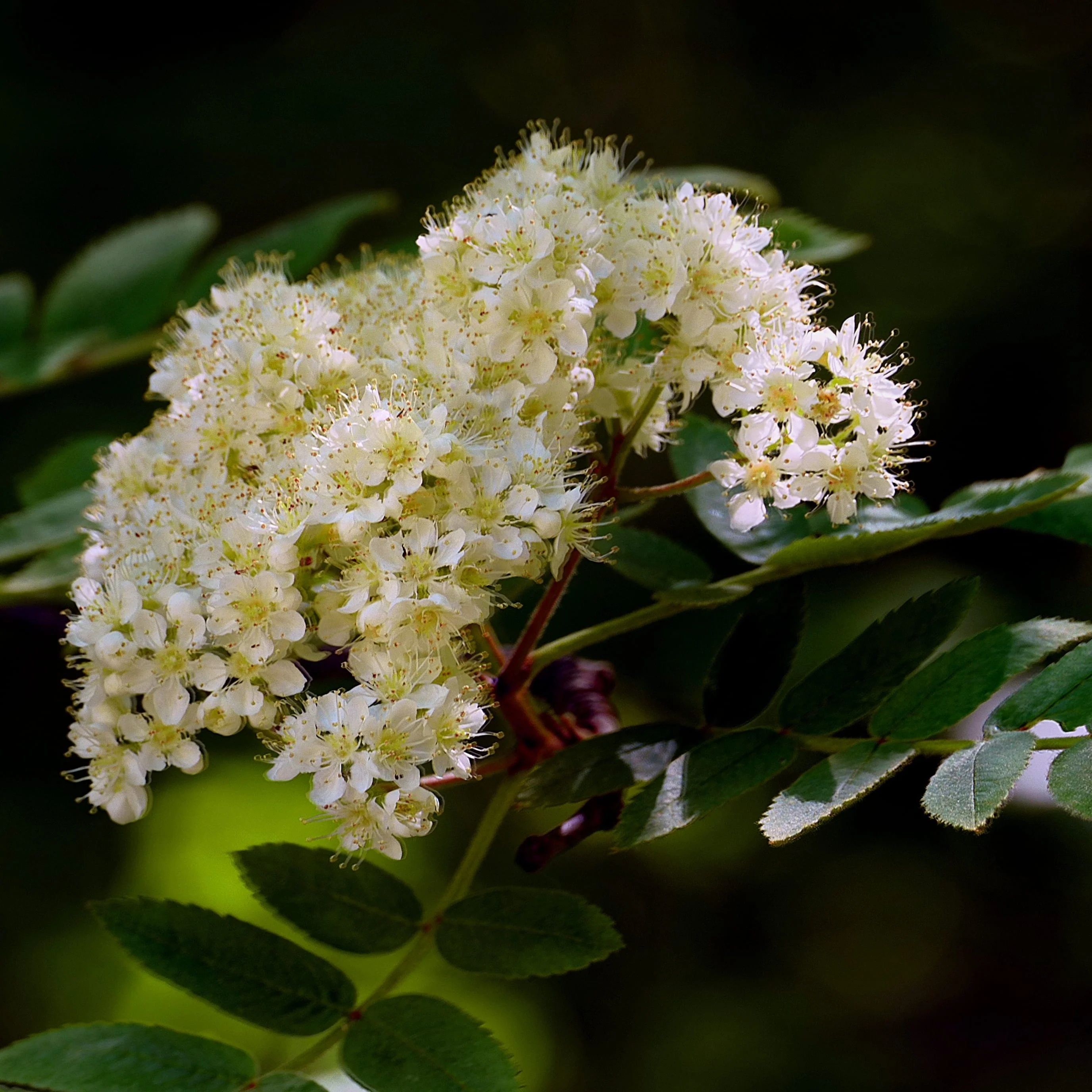 Vilmorin's Rowan Tree | Sorbus vilmorinii - Image 3