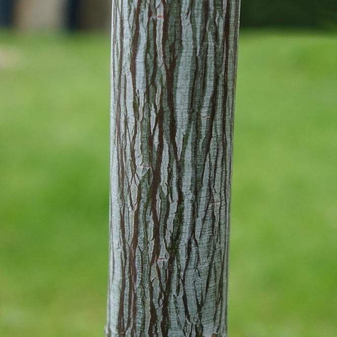Snake Bark Maple | Acer davidii 'Viper' - Image 2