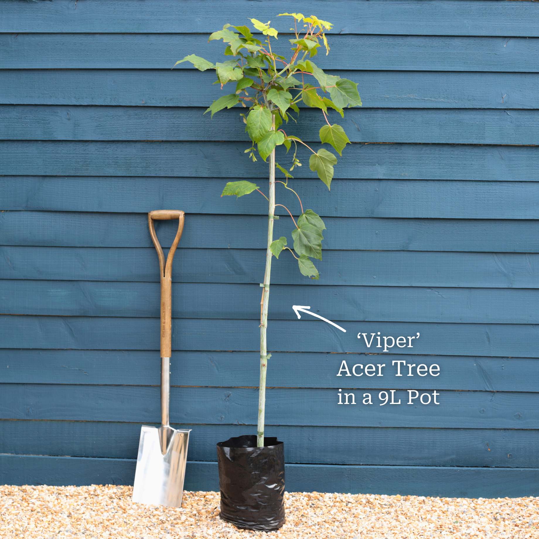 Snake Bark Maple | Acer davidii 'Viper' - Image 5