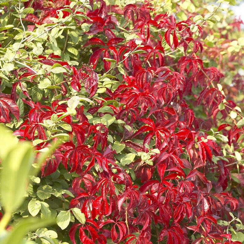 Virginia Creeper | Parthenocissus quinquefolia 'Red Wall'