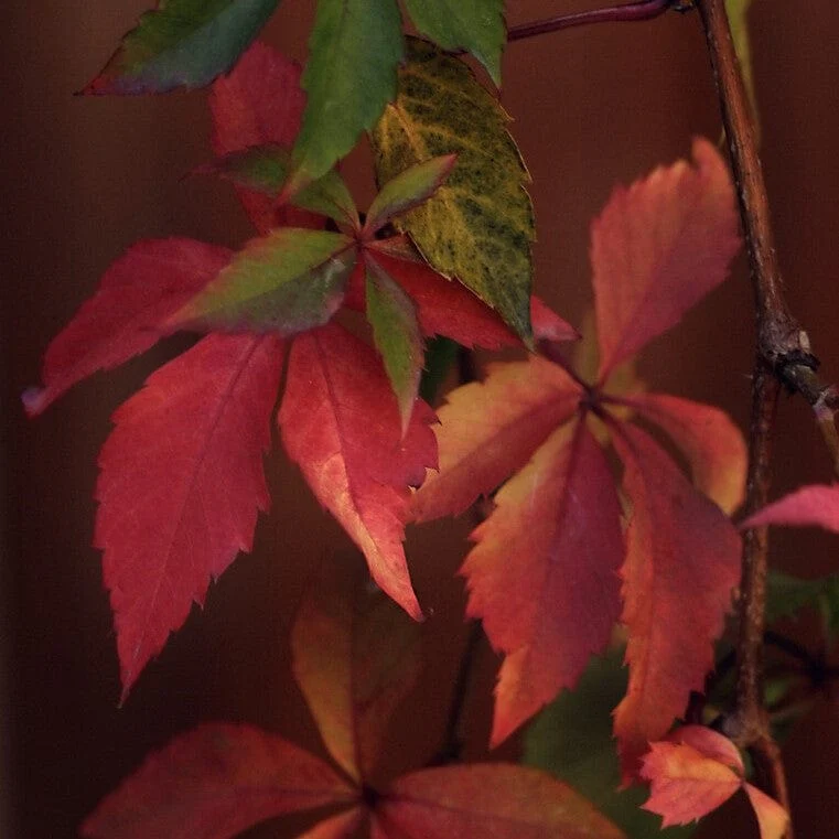 Virginia Creeper | Parthenocissus quinquefolia 'Red Wall' - Image 2