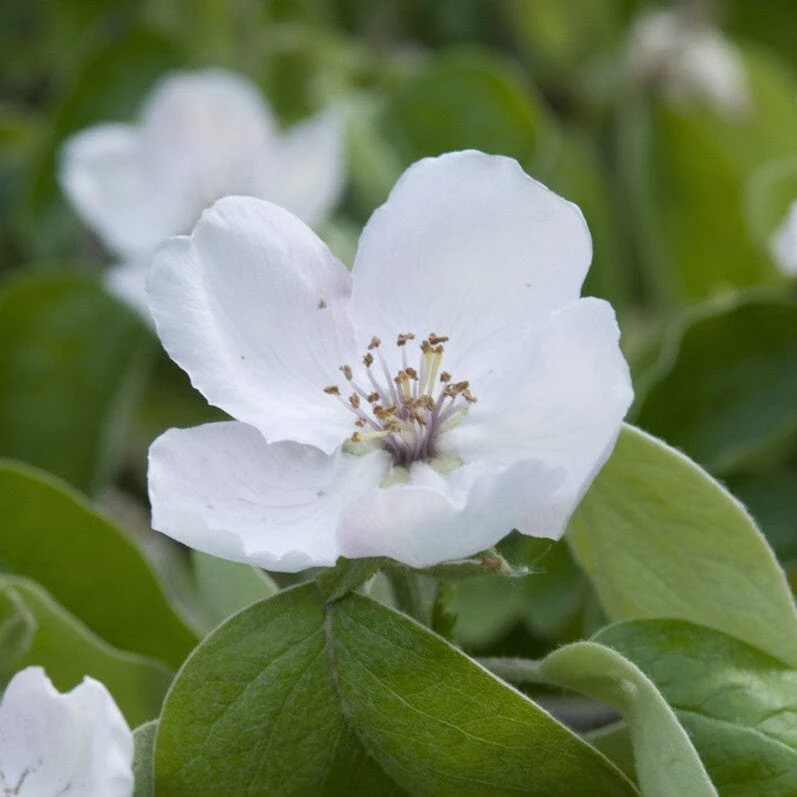 'Vranja' Quince Tree - Image 2