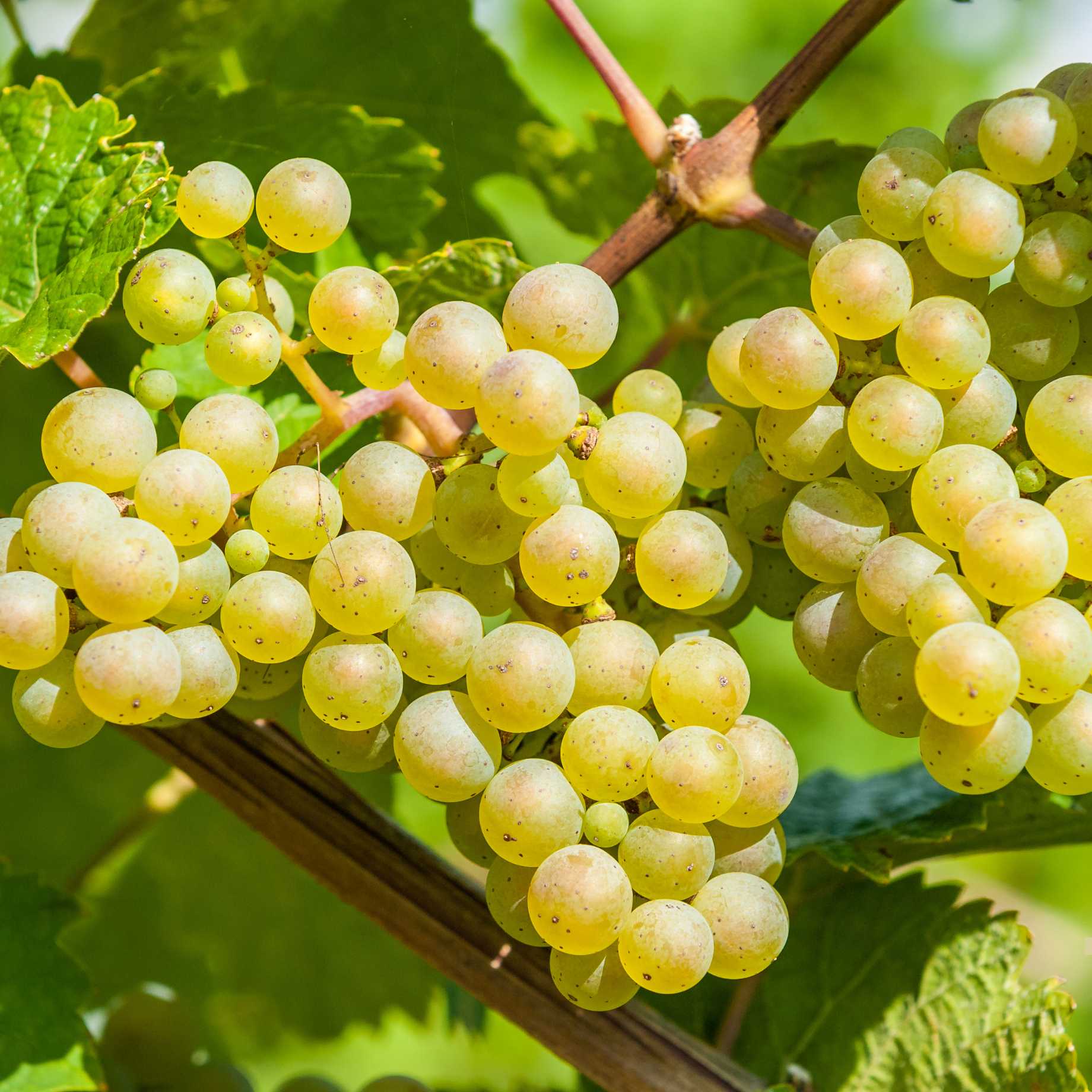 'Vroege van der Laan' Outdoor Grape Vine