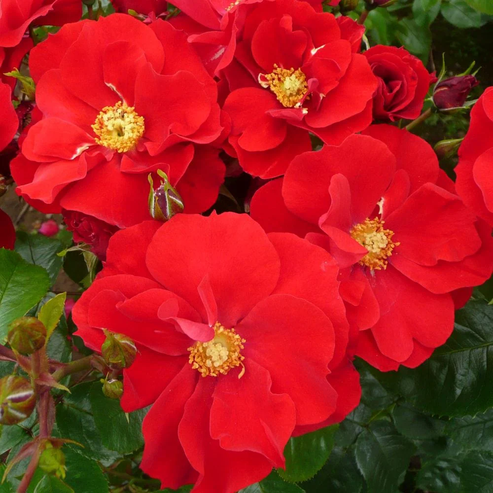 'W B Yeats' Floribunda Rose