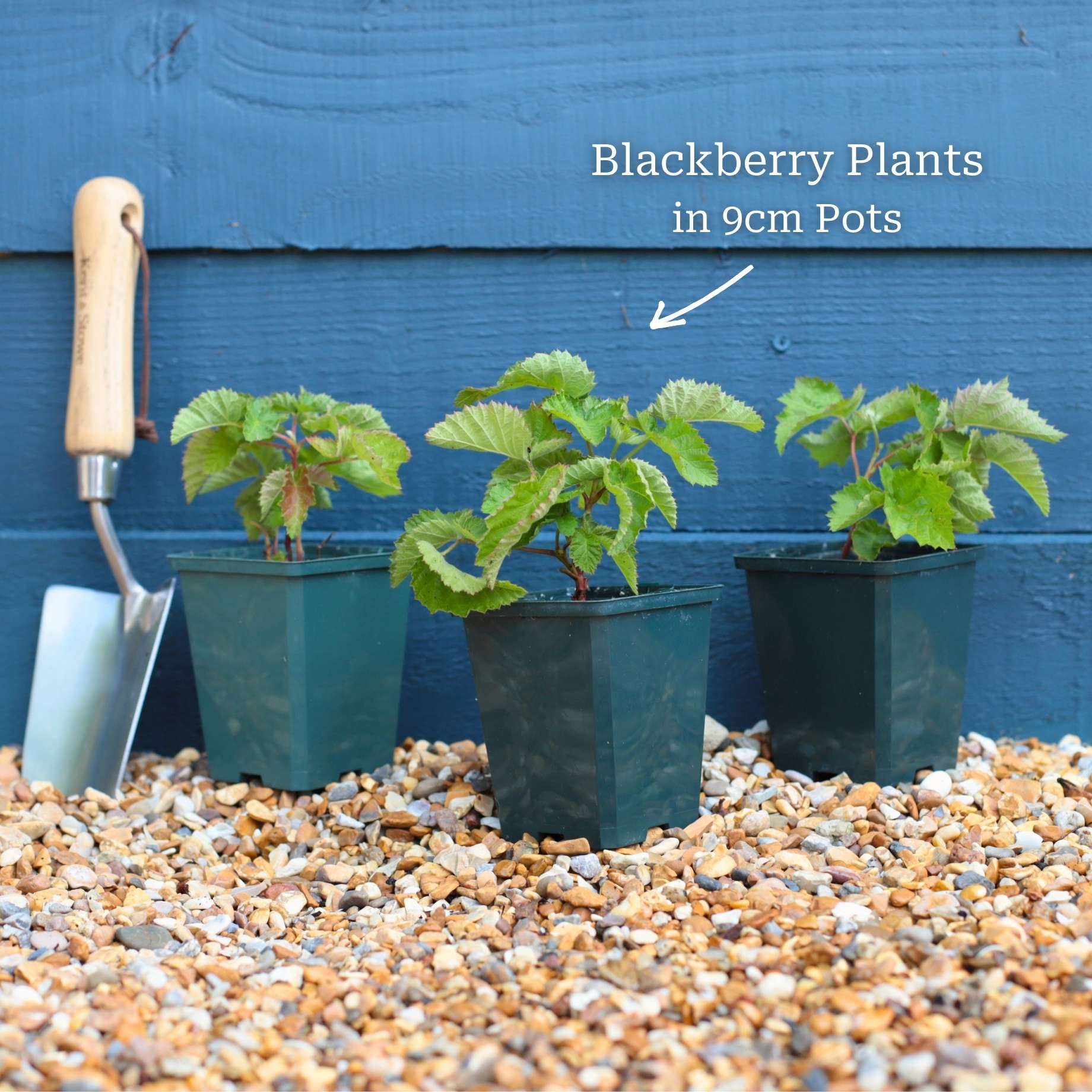 Thornless Blackberry Plant | Rubus fruticosus 'Waldo' - Image 7